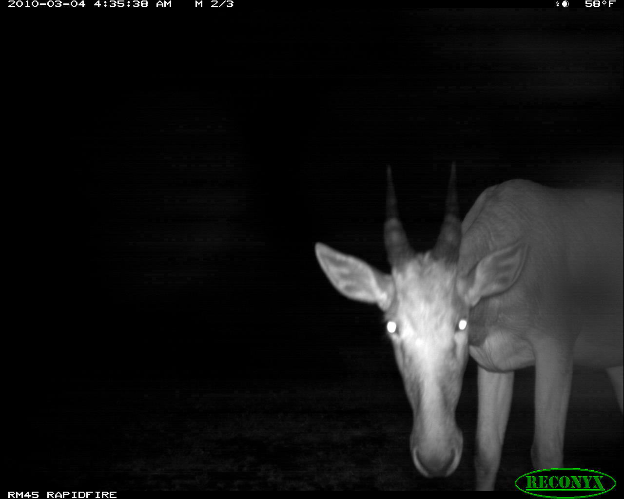 Image of Hartebeest