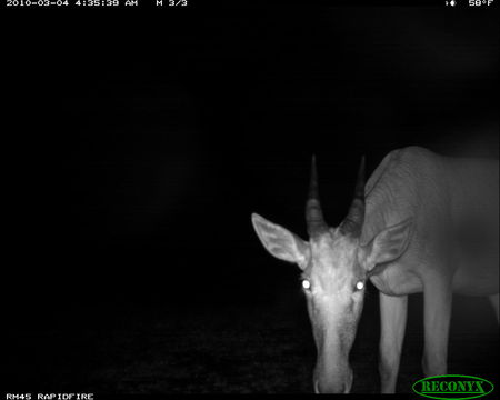 Image of Hartebeest