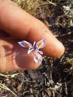 Image of Moraea thomsonii Baker