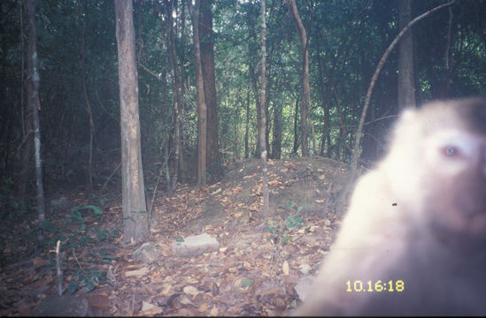 Image of Pig-Tail Macaque