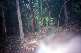 Image of Pig-Tail Macaque