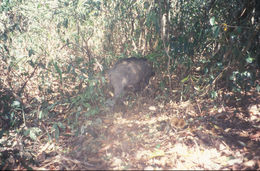 Image of Wild Boar