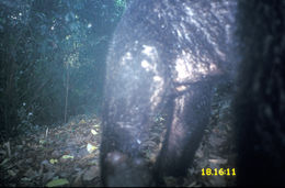 Image of Sun Bear