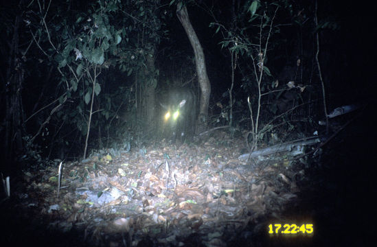 Image of Chinese Serow