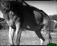 Image of Hartebeest