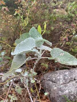 Image of Helichrysum populifolium DC.