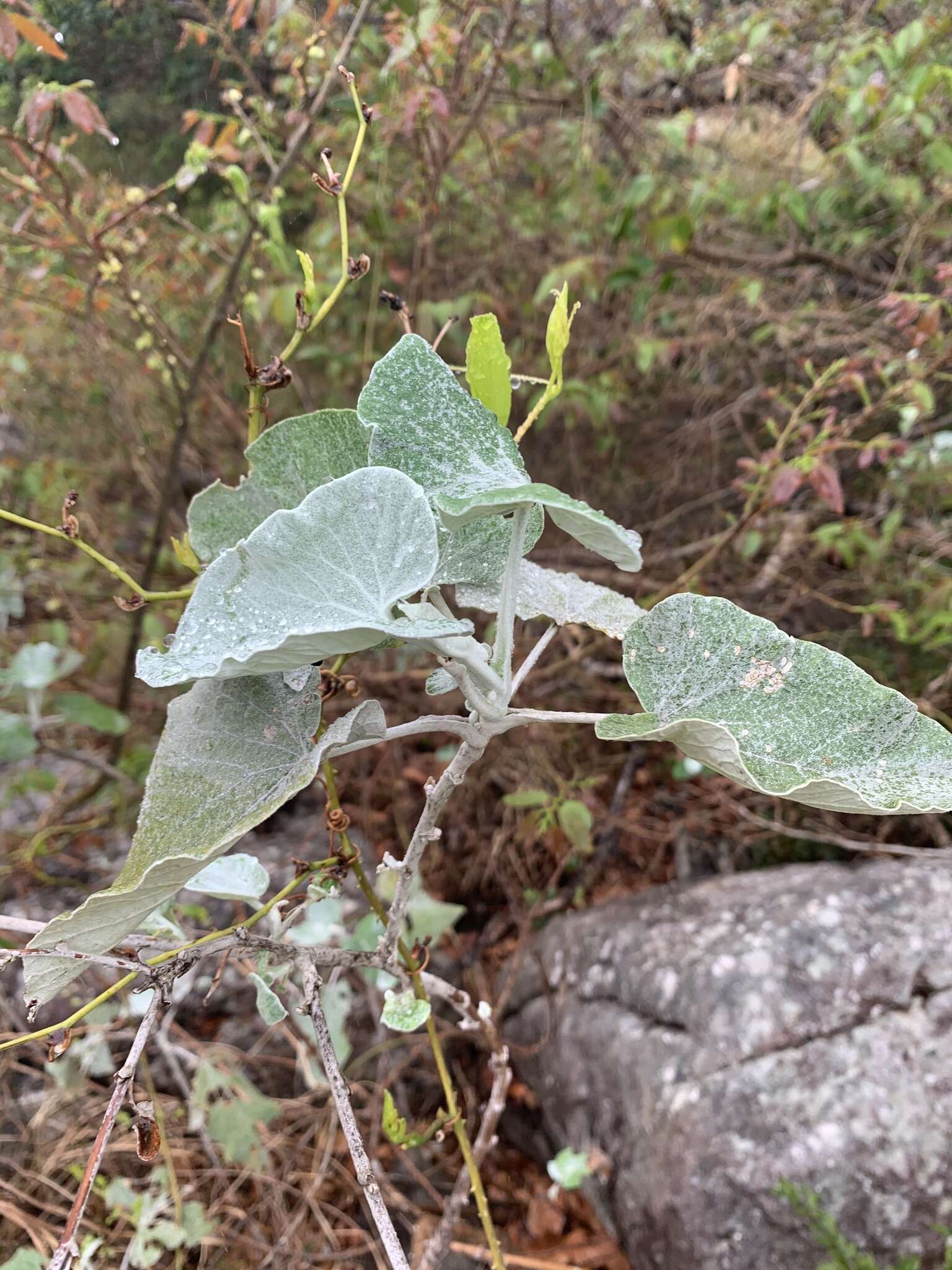 Image of Helichrysum populifolium DC.