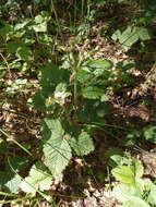 Image of Hautbois Strawberry