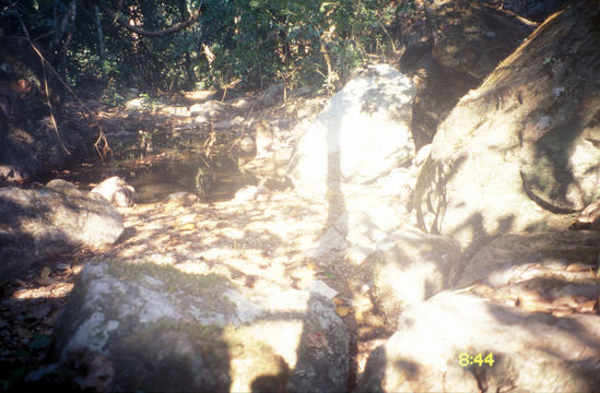 Image of Pig-Tail Macaque