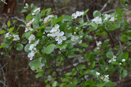 Imagem de Crataegus alabamensis Beadle