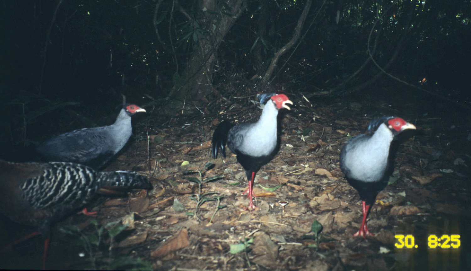 Image of Siamese Fireback