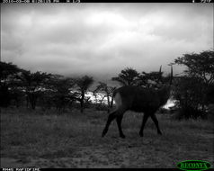 Image of Ellipsen Waterbuck