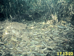 Image of Asian Golden Cat