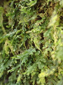 Image of treemoss bristle fern