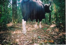 Image of Gaur