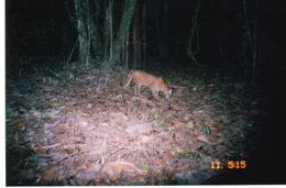 Image of Asian Golden Cat