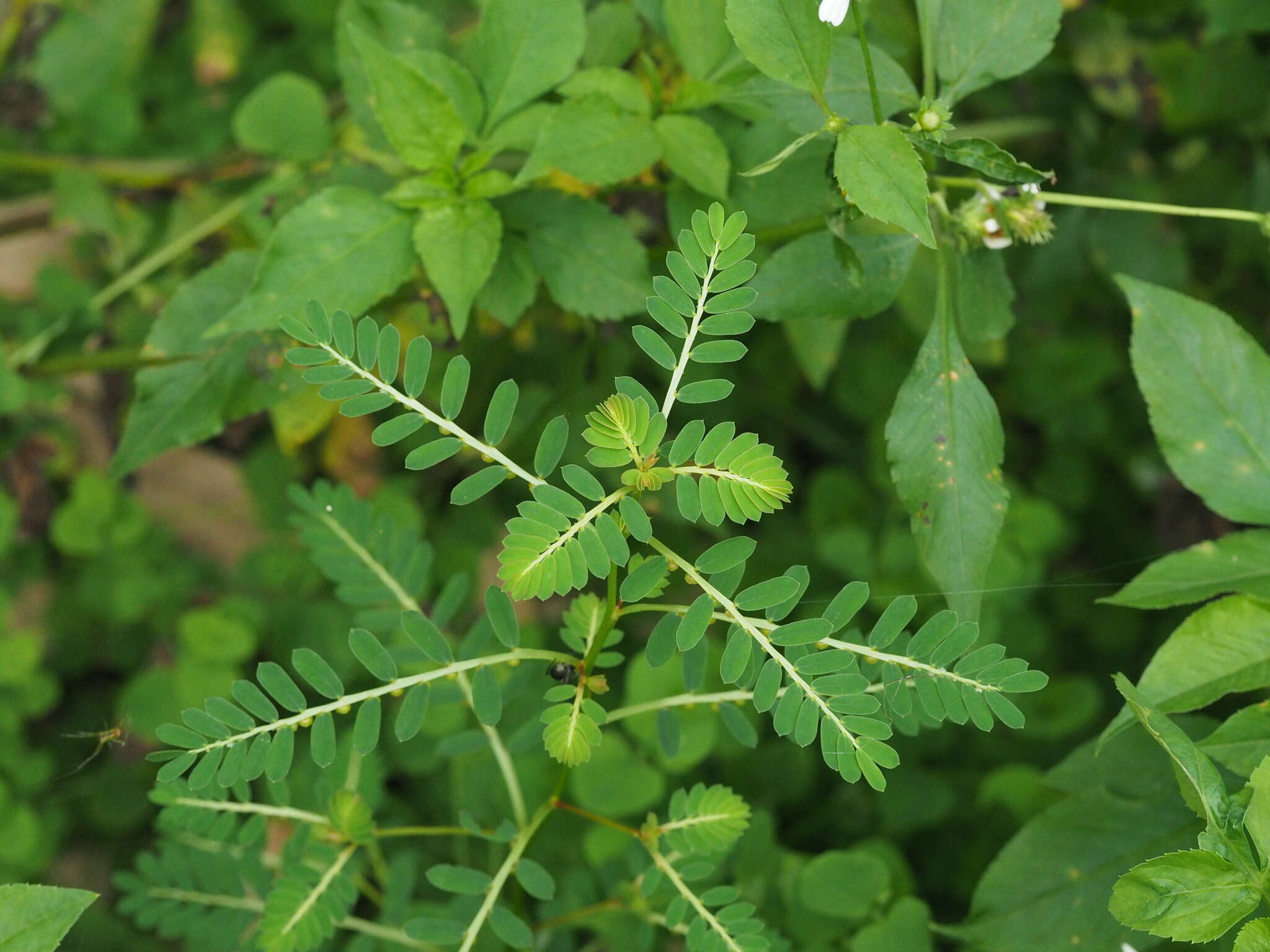 Image of Phyllanthus urinaria subsp. urinaria