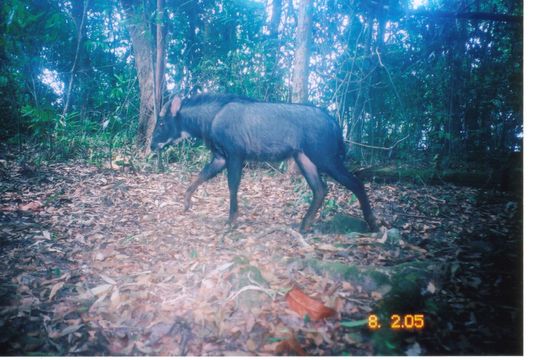 Image of Chinese Serow