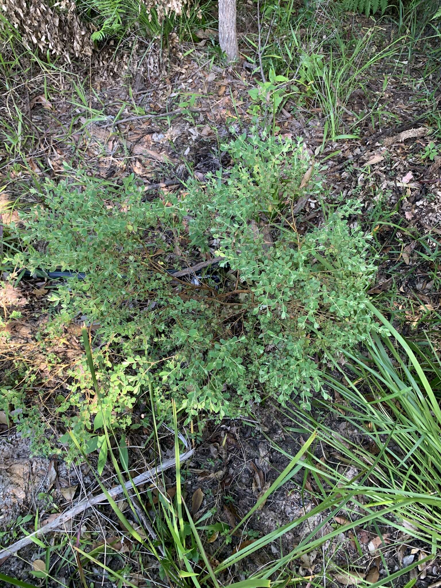 صورة Pimelea latifolia subsp. altior (F. Müll.) Threlfall