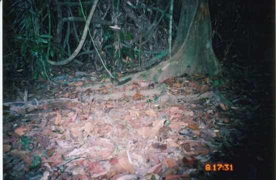 Image of Indochinese Ground squirrel