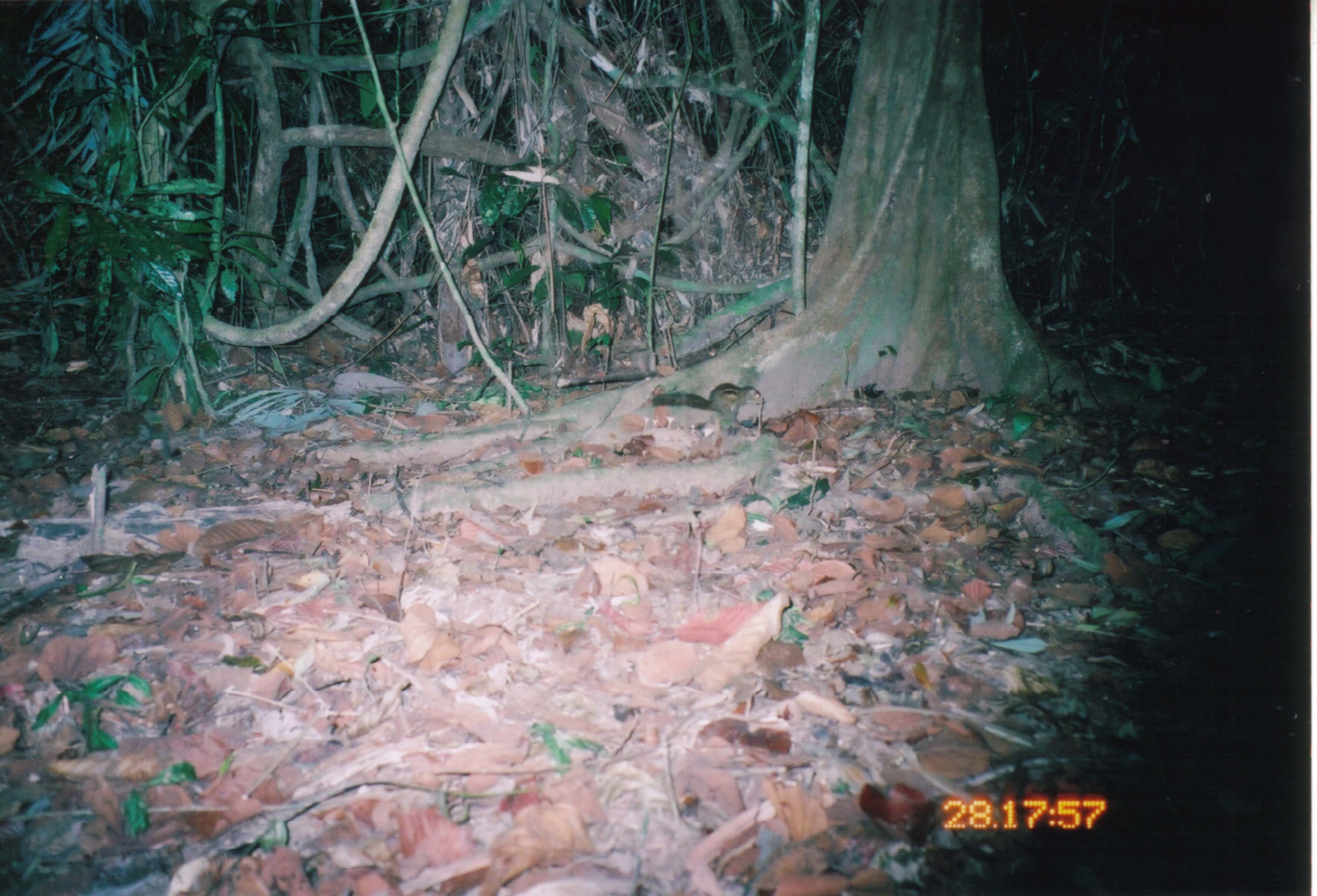 Image of Indochinese Ground squirrel