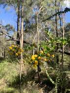 Image of Acacia sertiformis A. Cunn.