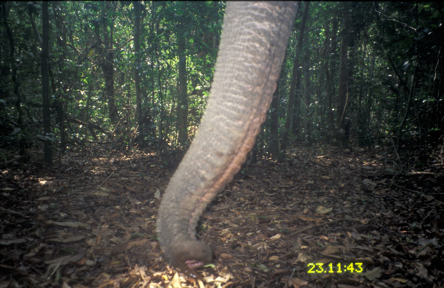 Image of Asian elephant
