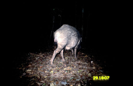 Image of Wild Boar