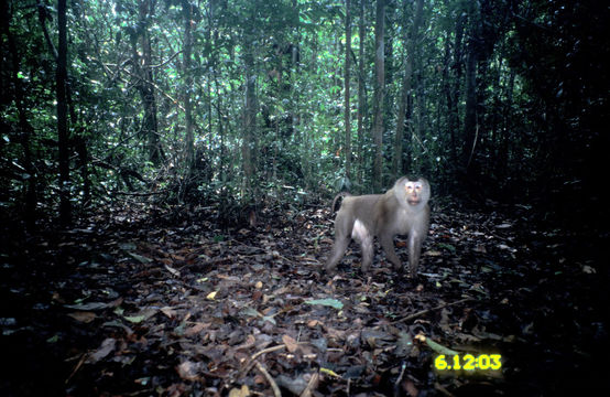 Image of Pig-Tail Macaque