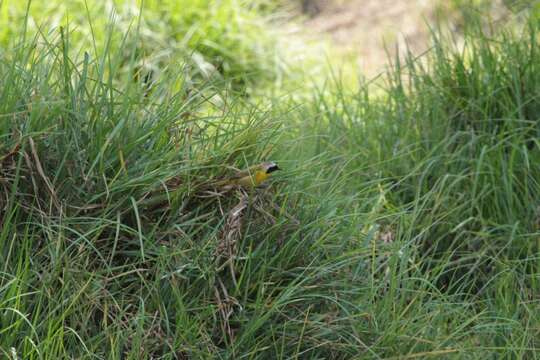 Image of Common Yellowthroat