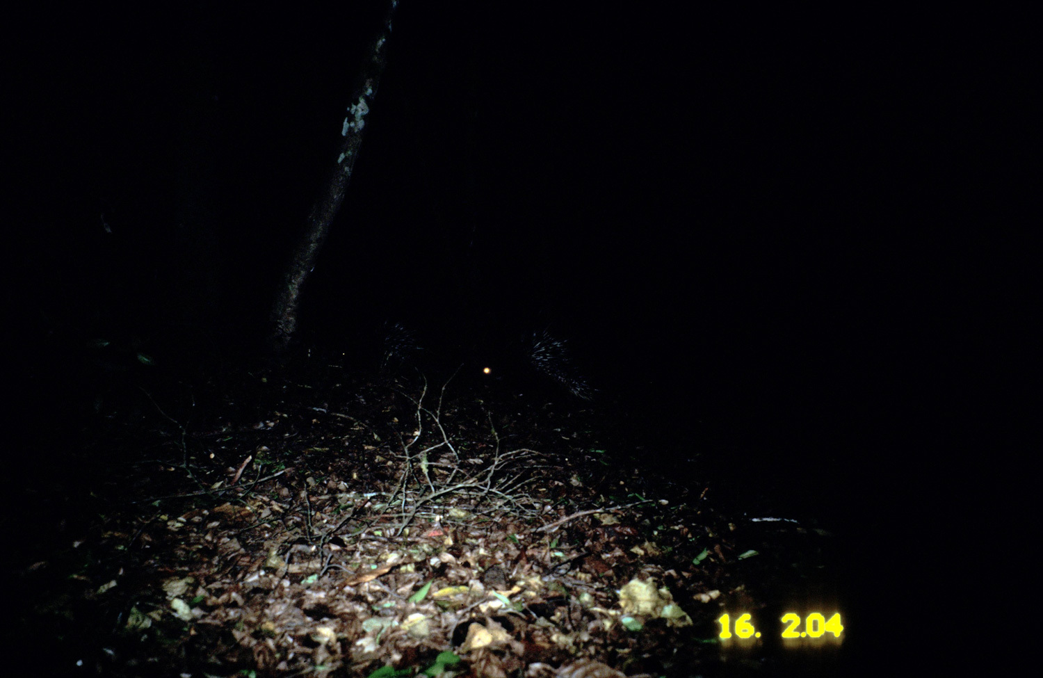 Image of Malayan Porcupine