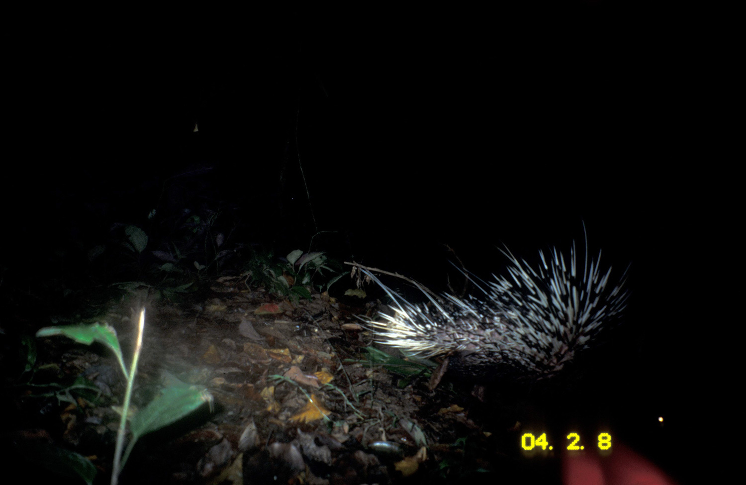 Hystrix brachyura Linnaeus 1758 resmi