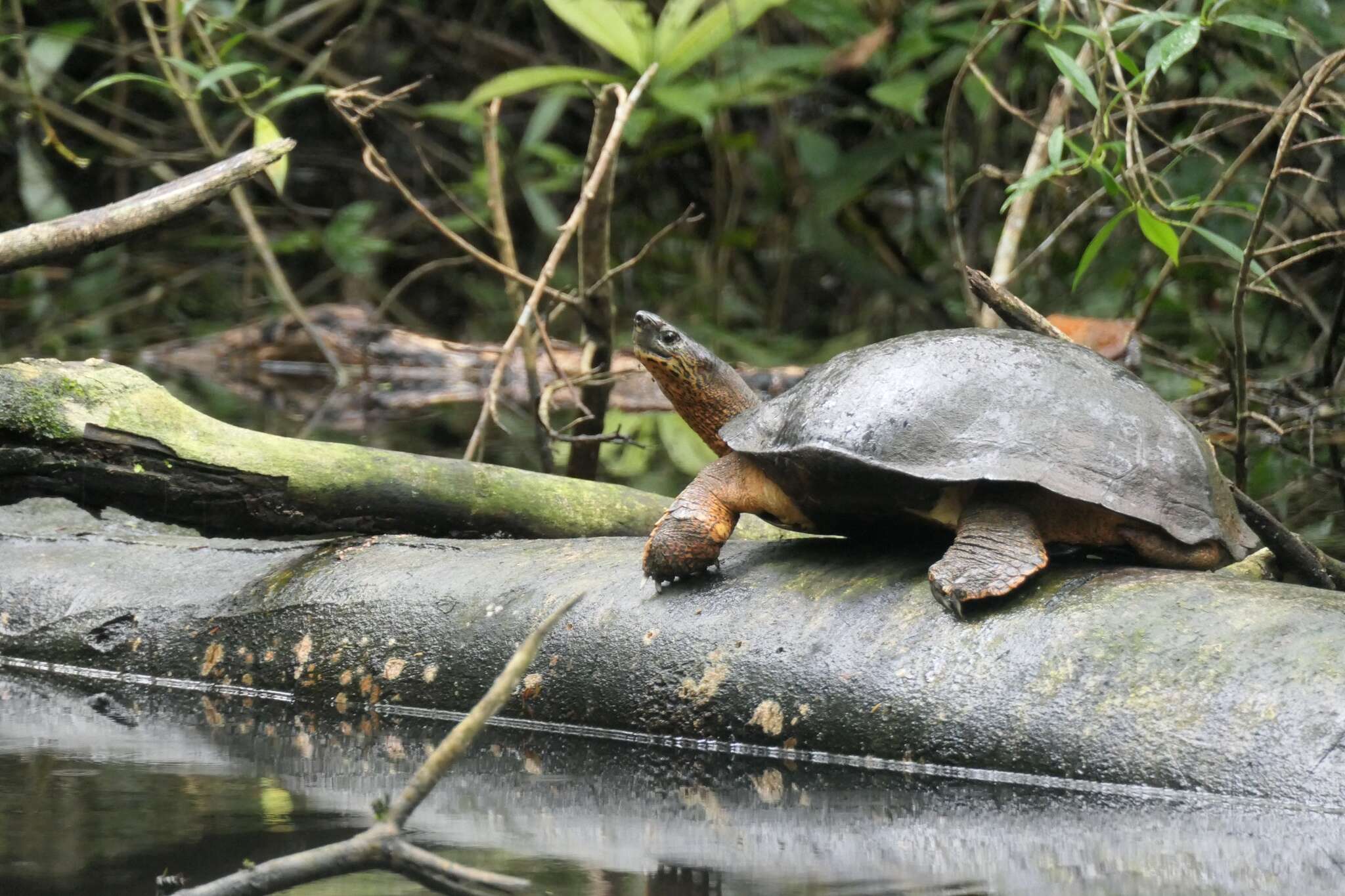 Image of Black River Turtle