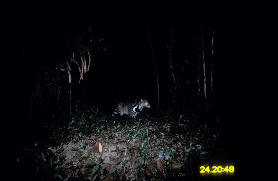 Image of large Indian civet