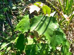 Image of Mallotus paniculatus var. formosanus (Hayata) Hurus.