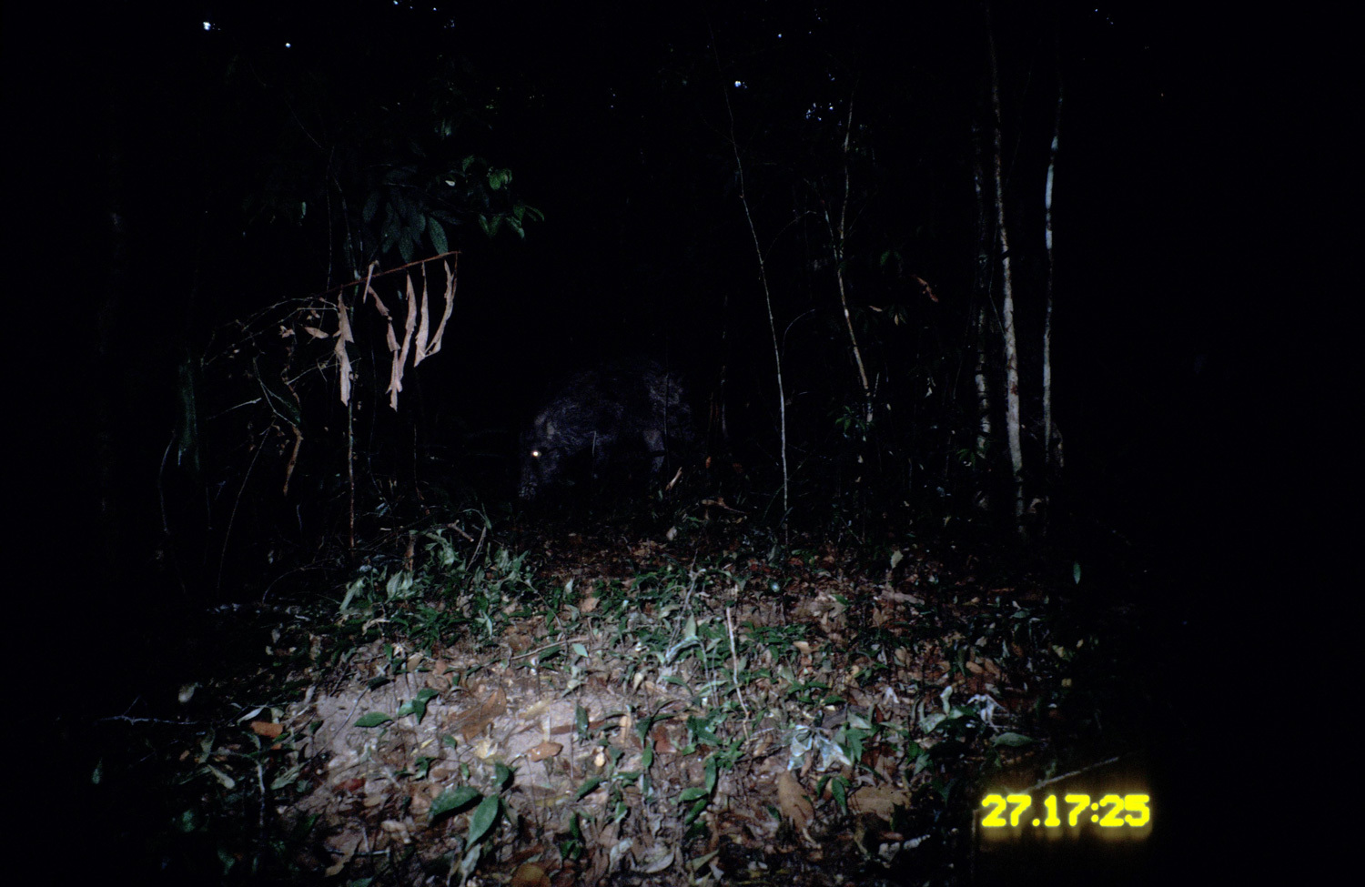 Image of Wild Boar