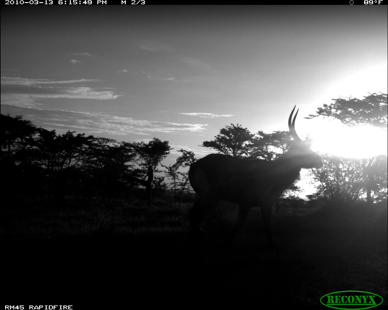 Image of Ellipsen Waterbuck