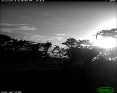 Image of Ellipsen Waterbuck