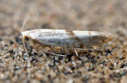 Image of Argyresthia curvella Linnaeus 1761