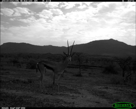 Image of Grant's Gazelle