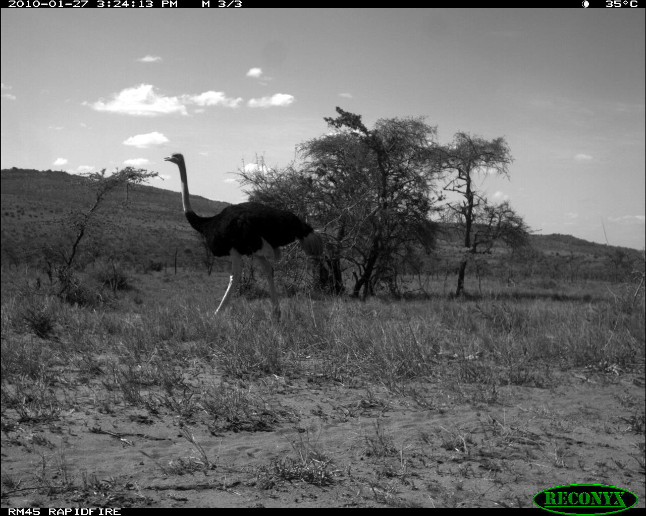 Image of Common Ostrich