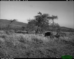 Image of Common Warthog