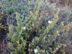 Image of Mesembryanthemum splendens subsp. pentagonum (L. Bol.) Klak