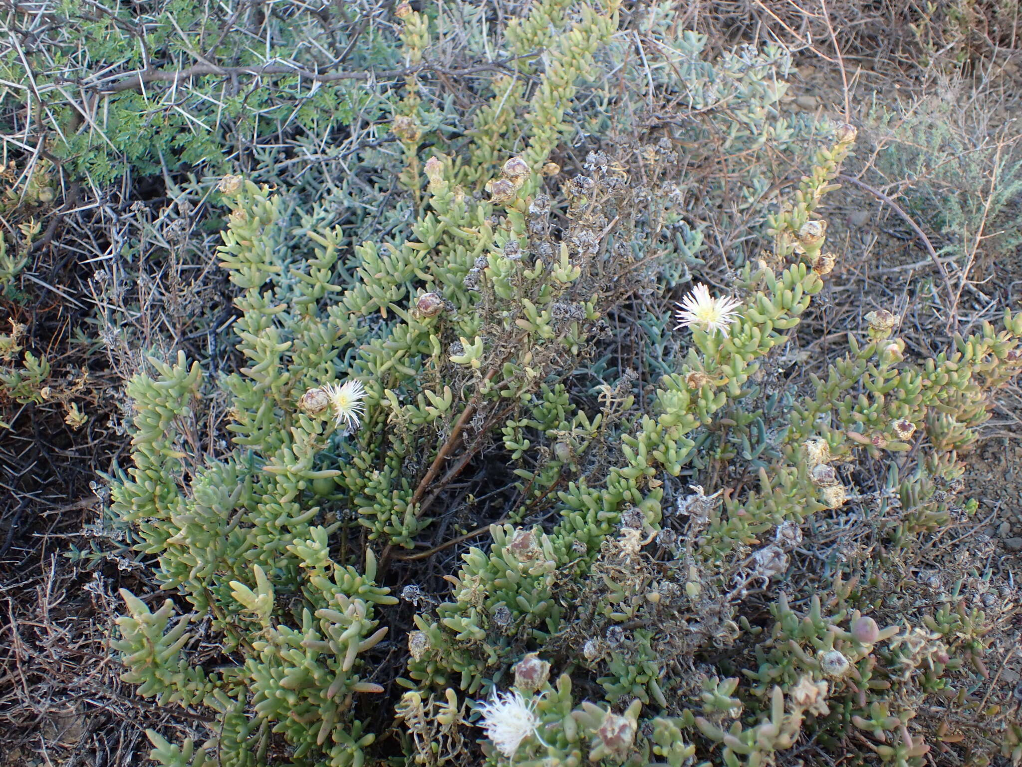 Imagem de Mesembryanthemum splendens subsp. pentagonum (L. Bol.) Klak