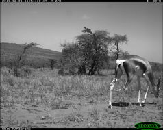 Image of Grant's Gazelle