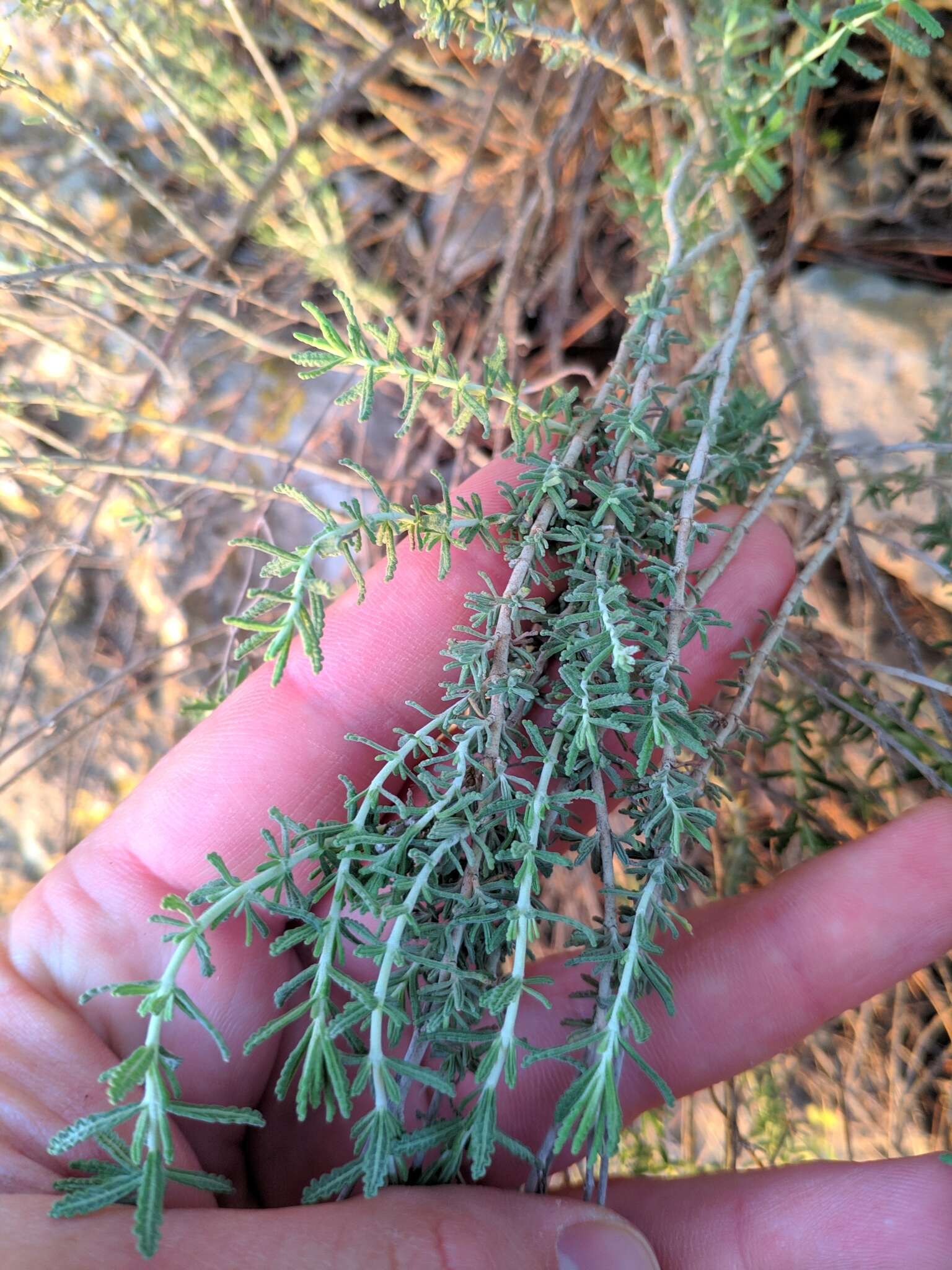 Image of Teucrium capitatum subsp. majoricum (Rouy) Nyman