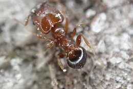 Pheidole crassicornis Emery 1895 resmi