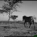 Image of Burchell's Zebra