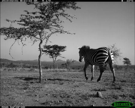 Image of Burchell's Zebra