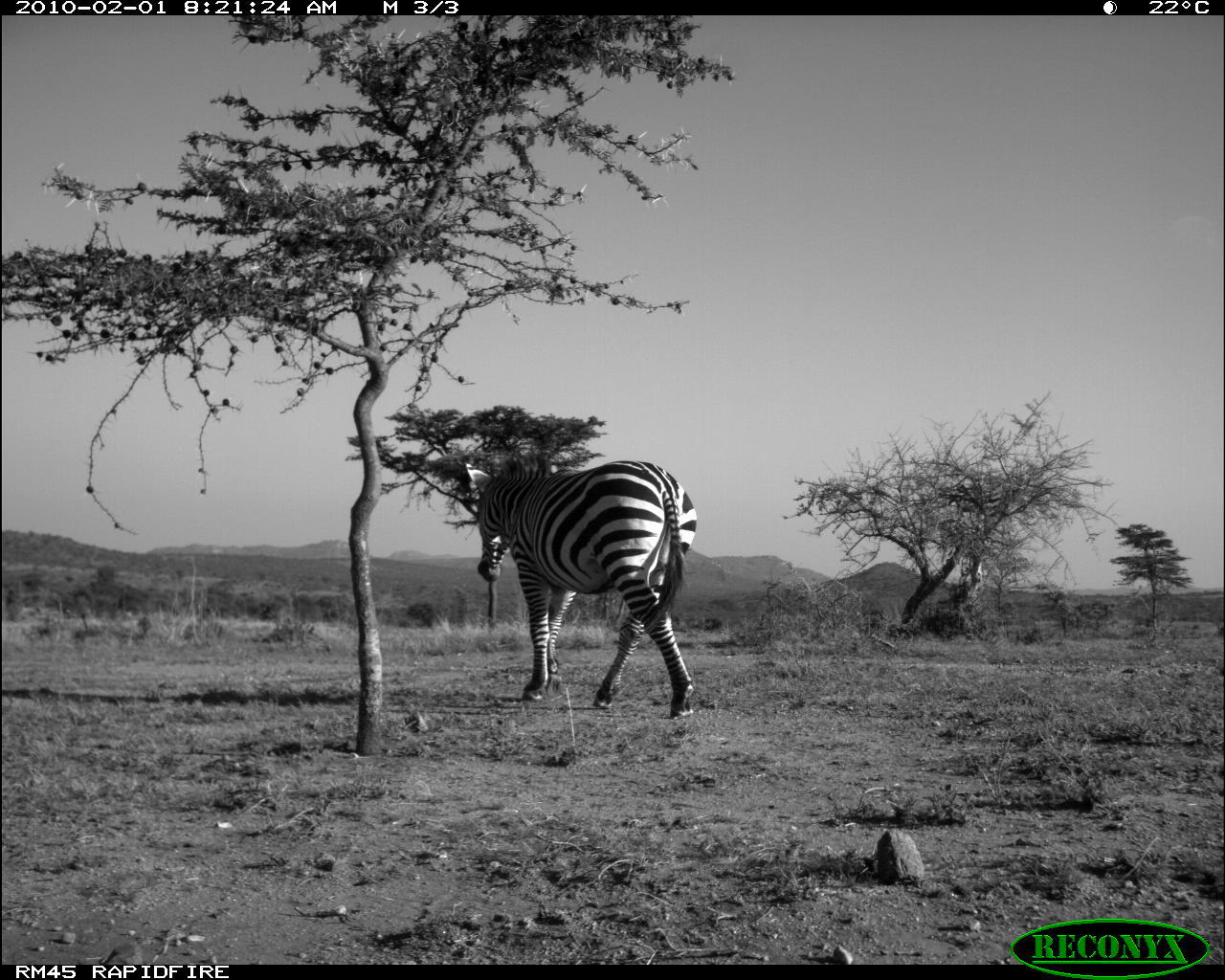 Image of Burchell's Zebra